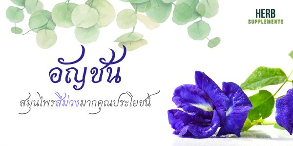 อัญชัน สมุนไพรสีม่วงมากคุณประโชน์