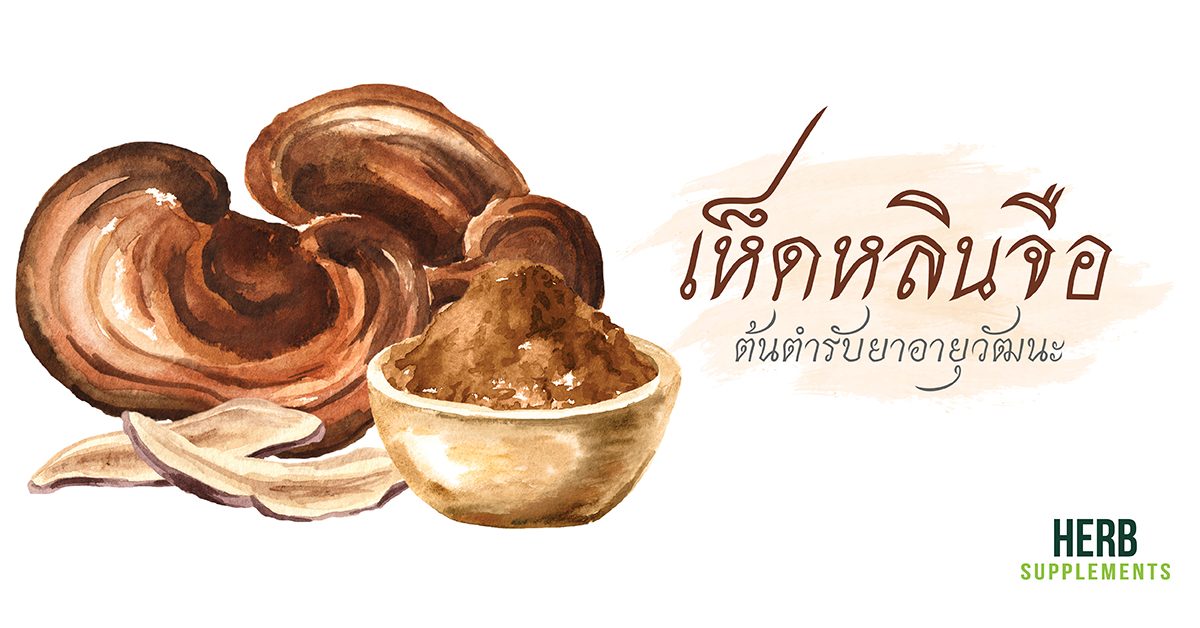 เห็ดหลินจือ ต้นตำหรับยาอายุวัฒนะ